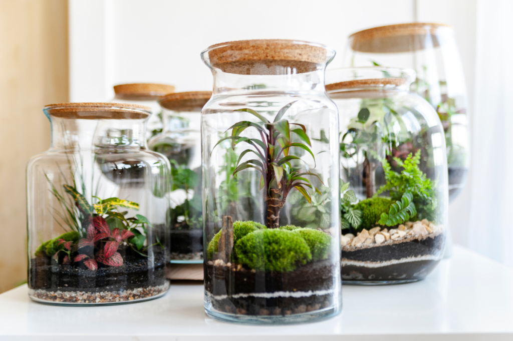 Six different terrariums displayed in glass jars